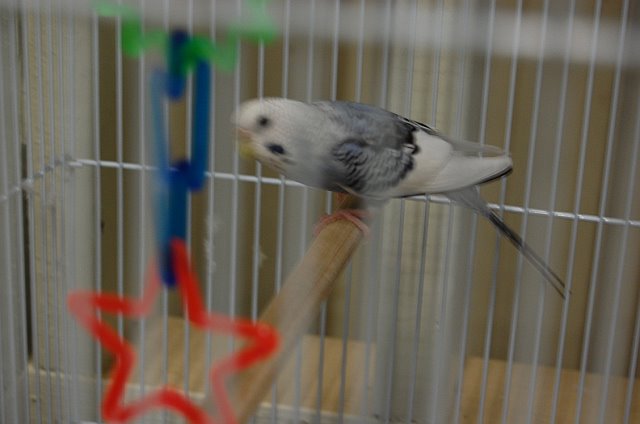 Budgie