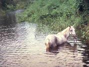 Horse in Floodwater