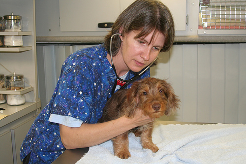 Veterinary Care