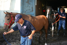 Horse Rescue