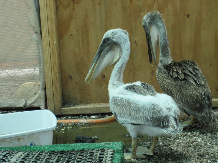 pelicans